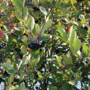 Dark Chokeberry Bare Root Plant - Black Aronia Berry Shrub 6-12