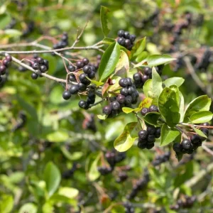 Dark Chokeberry Bare Root Plant - Black Aronia Berry Shrub 6-12
