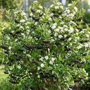 Dark Chokeberry Bare Root Plant - Black Aronia Berry Shrub 6-12" Tall - Outdoor Edible - Image 1