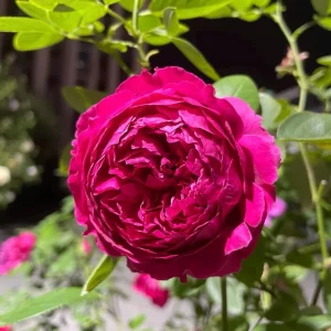 Deep Impression Rose Live Plant - Red & Pink Striped Double Flowers, 80 cm Tall - Image 2