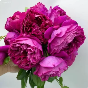 Deep Impression Rose Live Plant - Red & Pink Striped Double Flowers, 80 cm Tall - Image 3