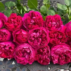 Deep Impression Rose Live Plant - Red & Pink Striped Double Flowers, 80 cm Tall - Image 4
