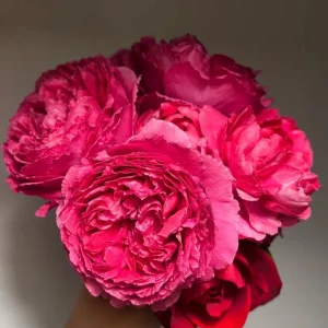Deep Impression Rose Live Plant - Red & Pink Striped Double Flowers, 80 cm Tall - Image 5