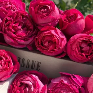 Deep Impression Rose Live Plant - Red & Pink Striped Double Flowers, 80 cm Tall - Image 6