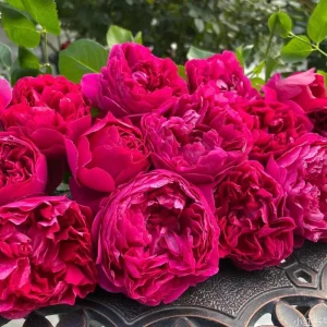 Deep Impression Rose Live Plant - Red & Pink Striped Double Flowers, 80 cm Tall - Image 1