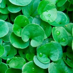 Dichondra Green Falls Live Plant, 4 Inch Pot - Ground Cover & Hanging Baskets - Image 4