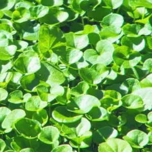 Dichondra Green Falls Live Plant, 4 Inch Pot - Ground Cover & Hanging Baskets - Image 5