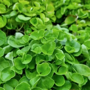 Dichondra Green Falls Live Plant, 4 Inch Pot - Ground Cover & Hanging Baskets - Image 6