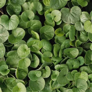 Dichondra Green Falls Live Plant, 4 Inch Pot - Ground Cover & Hanging Baskets - Image 7
