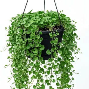 Dichondra Green Falls Live Plant, 4 Inch Pot - Ground Cover & Hanging Baskets - Image 1