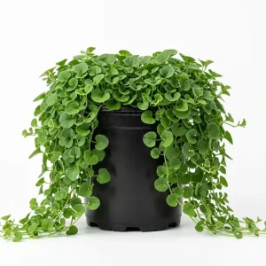 Dichondra Repens Live Plant - Ground Cover, Lawn Alternative, 4-Inch Pot - Image 2