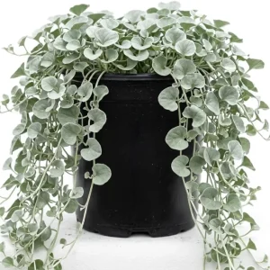 Dichondra Repens Live Plant - Ground Cover, Lawn Alternative, 4-Inch Pot - Image 1