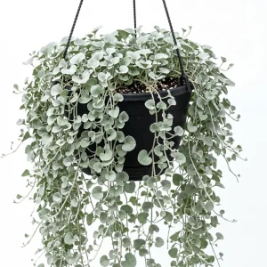 Dichondra Silver Falls Live Plant - 4 inch Pot - Trailing Ground Cover & Baskets - Image 1