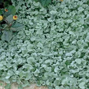 Dichondra Silver Falls Live Plant - 4 inch Pot - Trailing Ground Cover & Baskets - Image 2