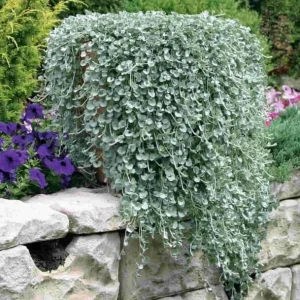 Dichondra Silver Falls Live Plant - 4 inch Pot - Trailing Ground Cover & Baskets - Image 3