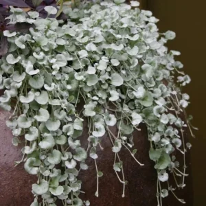 Dichondra Silver Falls Live Plant - 4 inch Pot - Trailing Ground Cover & Baskets - Image 4