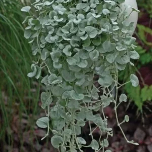 Dichondra Silver Falls Live Plant - 4 inch Pot - Trailing Ground Cover & Baskets - Image 5