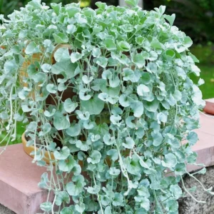 Dichondra Silver Falls Live Plant - 4 inch Pot - Trailing Ground Cover & Baskets - Image 6