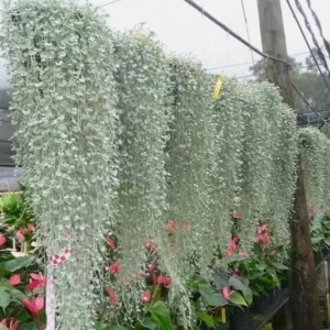 Dichondra Silver Falls Live Plant - 4 inch Pot - Trailing Ground Cover & Baskets - Image 7