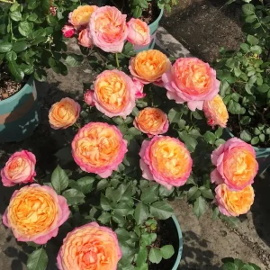 Disease-Resistant Rose Live Plant - Multi-Season Blooms, Cold & Heat Tolerant - Image 2