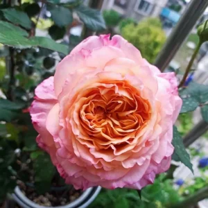 Disease-Resistant Rose Live Plant - Multi-Season Blooms, Cold & Heat Tolerant - Image 4