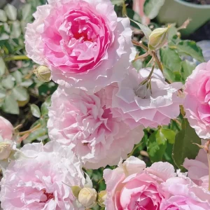 Doniazade Shrub Rose Live Plant – Peachy-Pink, Fragrant Blooms, 120 cm Tall - Image 2