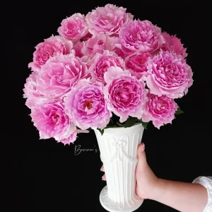 Doniazade Shrub Rose Live Plant – Peachy-Pink, Fragrant Blooms, 120 cm Tall - Image 3