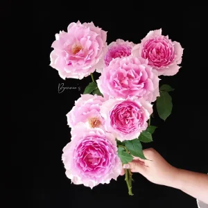 Doniazade Shrub Rose Live Plant – Peachy-Pink, Fragrant Blooms, 120 cm Tall - Image 4