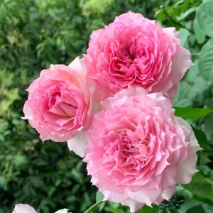 Doniazade Shrub Rose Live Plant – Peachy-Pink, Fragrant Blooms, 120 cm Tall - Image 5
