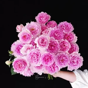 Doniazade Shrub Rose Live Plant – Peachy-Pink, Fragrant Blooms, 120 cm Tall - Image 6