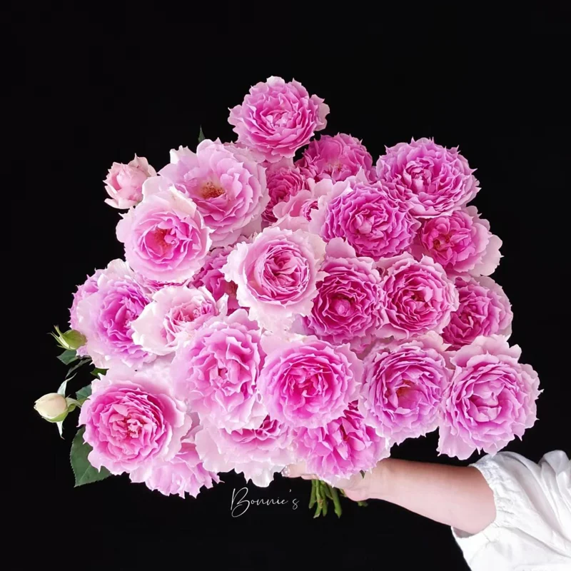 Doniazade Shrub Rose Live Plant – Peachy-Pink, Fragrant Blooms, 120 cm Tall - Image 6