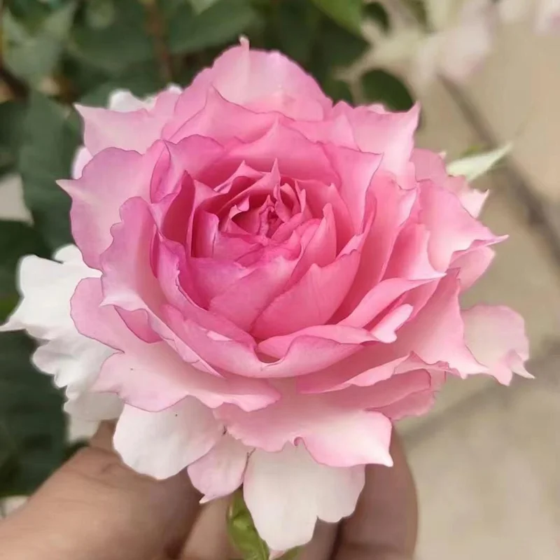 Doniazade Shrub Rose Live Plant – Peachy-Pink, Fragrant Blooms, 120 cm Tall - Image 1