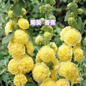 Double-Flowered Hollyhock Seedlings - Live Plant - 5 inch pot - Outdoor - Image 2