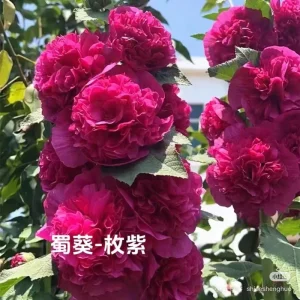 Double-Flowered Hollyhock Seedlings - Live Plant - 5 inch pot - Outdoor - Image 3