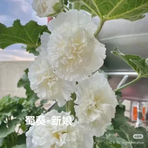 Double-Flowered Hollyhock Seedlings - Live Plant - 5 inch pot - Outdoor - Image 4