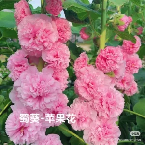 Double-Flowered Hollyhock Seedlings - Live Plant - 5 inch pot - Outdoor - Image 6