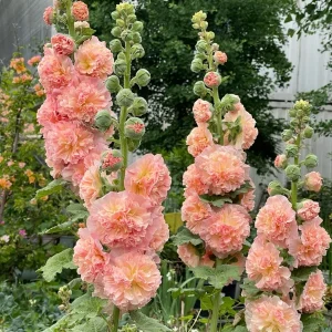 Double-Flowered Hollyhock Seedlings - Live Plant - 5 inch pot - Outdoor - Image 8