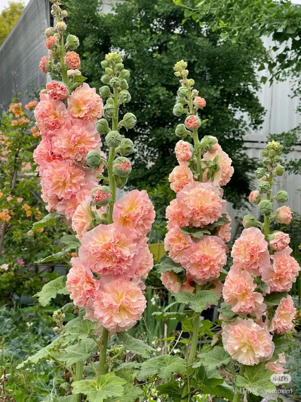 Double-Flowered Hollyhock Seedlings - Live Plant - 5 inch pot - Outdoor - Image 8