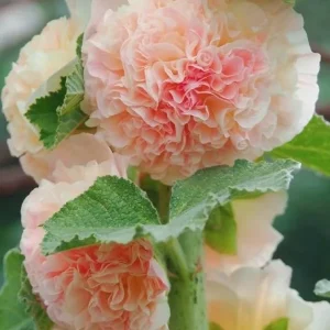 Double-Flowered Hollyhock Seedlings - Live Plant - 5 inch pot - Outdoor - Image 1