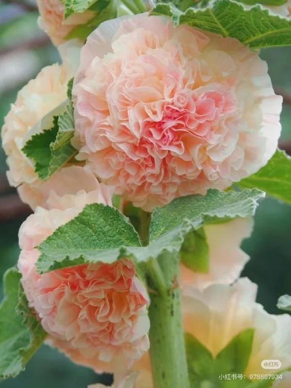 Double-Flowered Hollyhock Seedlings - Live Plant - 5 inch pot - Outdoor - Image 1