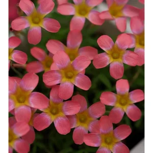 Early Flowering Oxalis Bulbs - Candy Box Strawberry Plant, Multicolor Flowers - Image 1