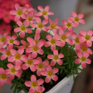 Early Flowering Oxalis Bulbs - Candy Box Strawberry Plant, Multicolor Flowers - Image 2