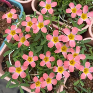 Early Flowering Oxalis Bulbs - Candy Box Strawberry Plant, Multicolor Flowers - Image 3