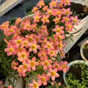 Early Flowering Oxalis Bulbs - Candy Box Strawberry Plant, Multicolor Flowers - Image 4