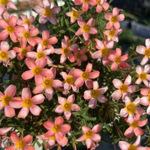 Early Flowering Oxalis Bulbs - Candy Box Strawberry Plant, Multicolor Flowers - Image 5