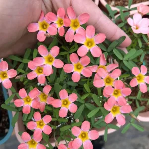 Early Flowering Oxalis Bulbs - Candy Box Strawberry Plant, Multicolor Flowers - Image 6