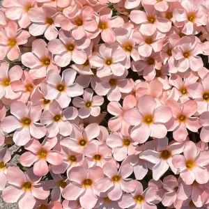 Early Flowering Oxalis Corniculata Bulbs - Prominence Variety - Vibrant Color - Image 2