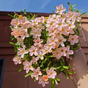 Early Flowering Oxalis Corniculata Bulbs - Prominence Variety - Vibrant Color - Image 3