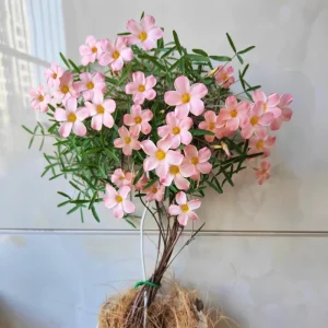Early Flowering Oxalis Corniculata Bulbs - Prominence Variety - Vibrant Color - Image 4