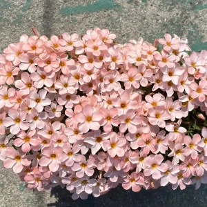 Early Flowering Oxalis Corniculata Bulbs - Prominence Variety - Vibrant Color - Image 5